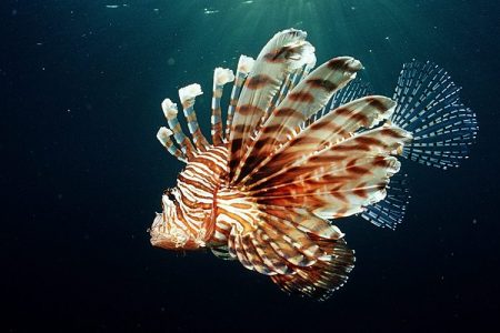 Lionfish, turkeyfish and coral reef, Pterois volitans, Indonesia, Raja Ampat, Irian Jaya, West Papua, Indian Ocean.  (Reinhard Dirscherl/ullstein bild via Getty Images)