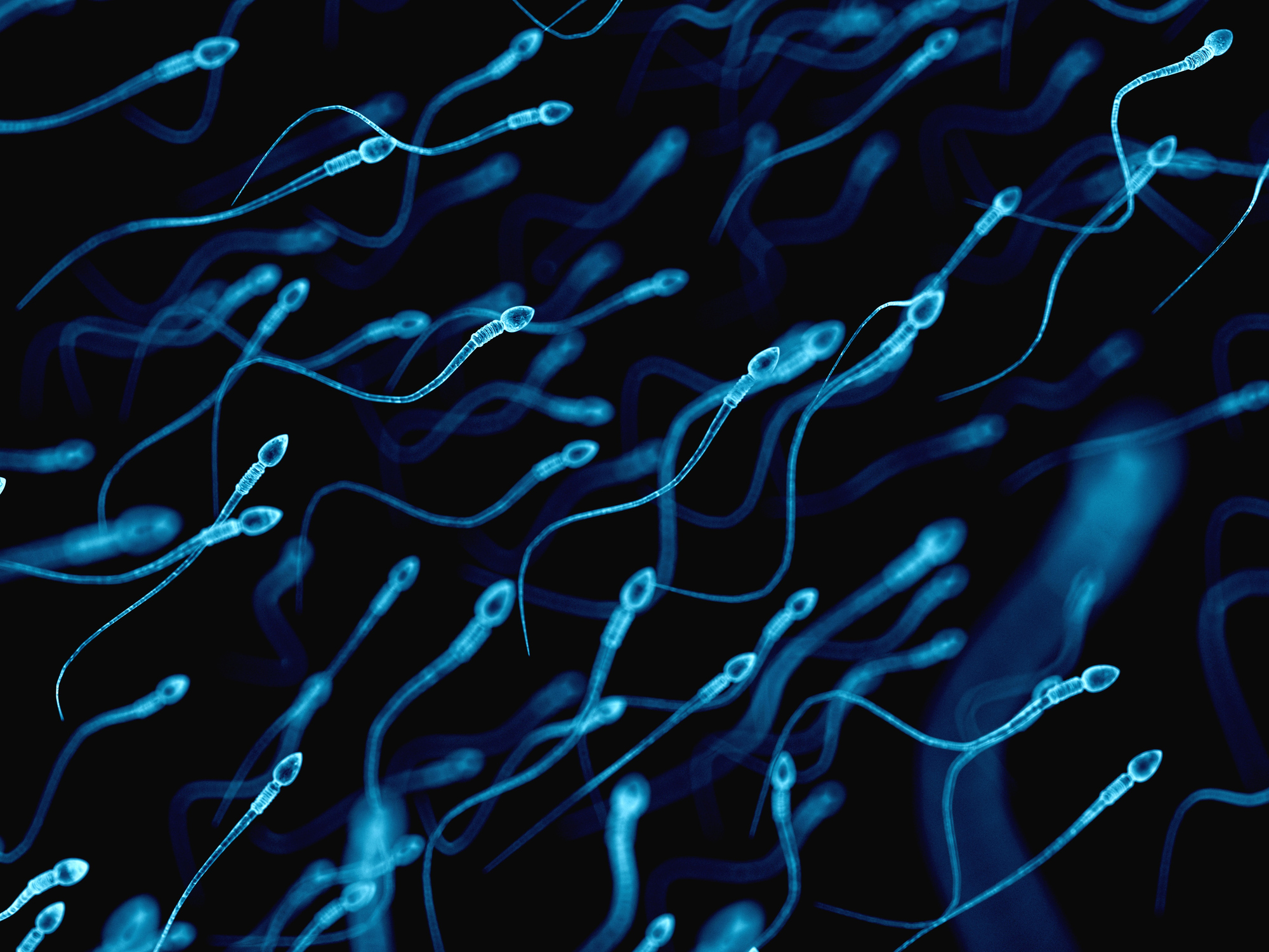 sperm