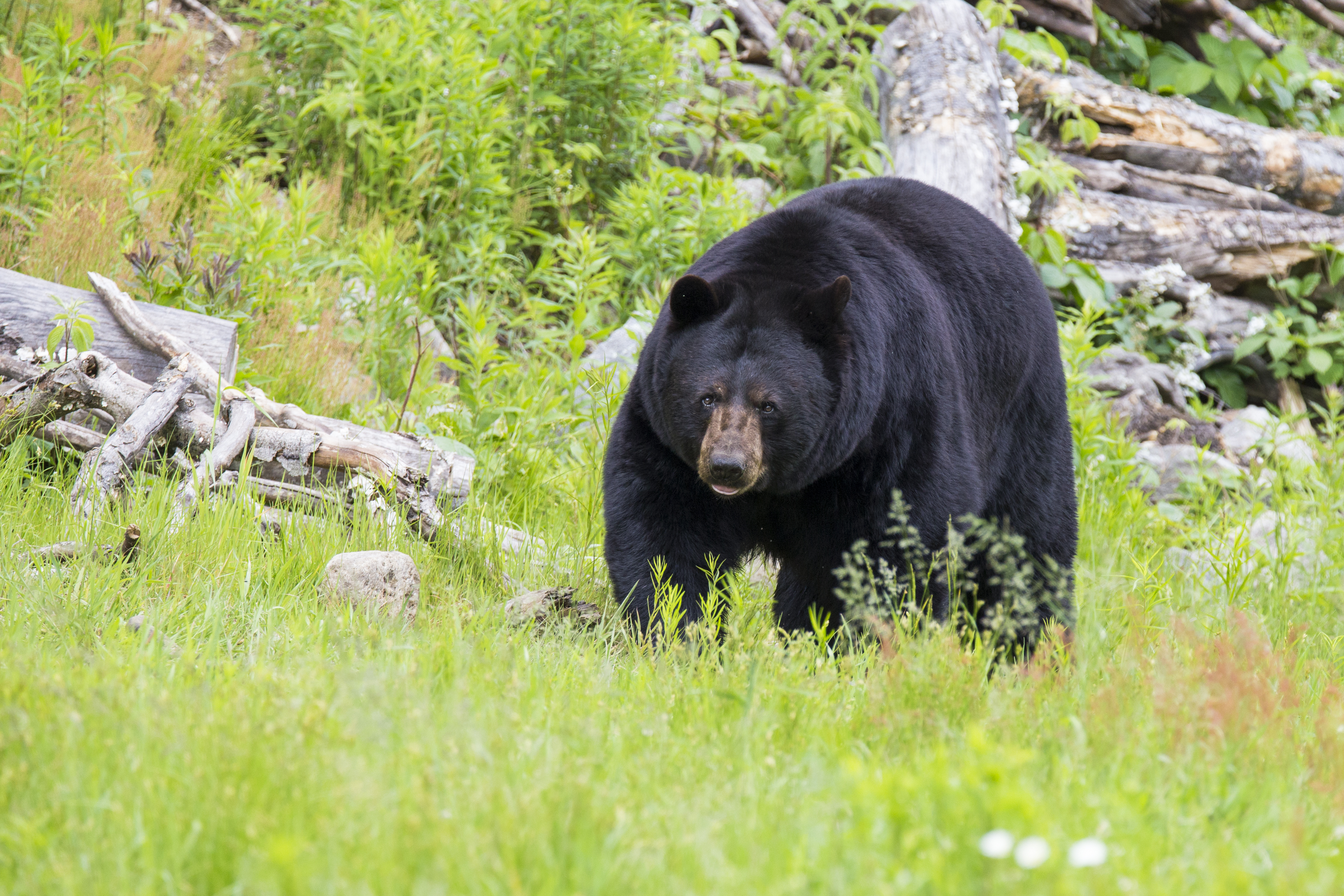 Black bear attack