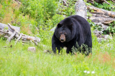 Black bear attack