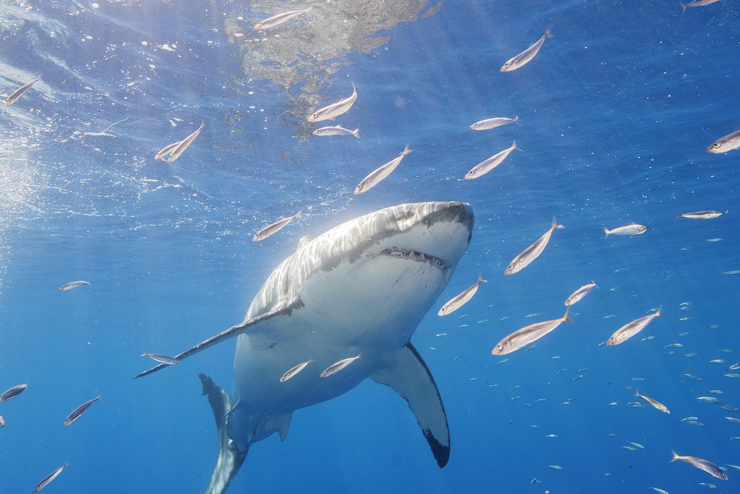 great white sharks