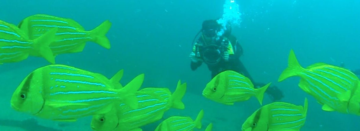 Diving at Cabo Pulmo (Kinga Philipps)