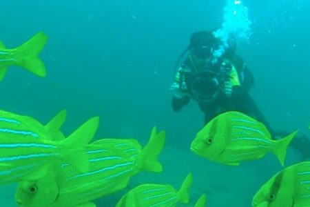 Diving at Cabo Pulmo (Kinga Philipps)