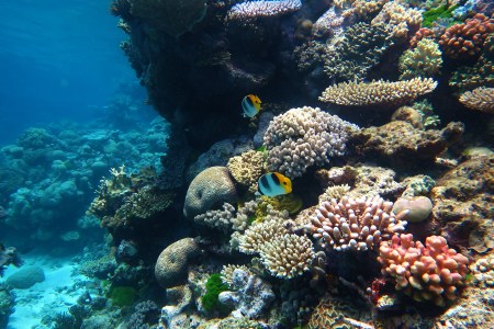 The Great Barrier Reef (Wikipedia)