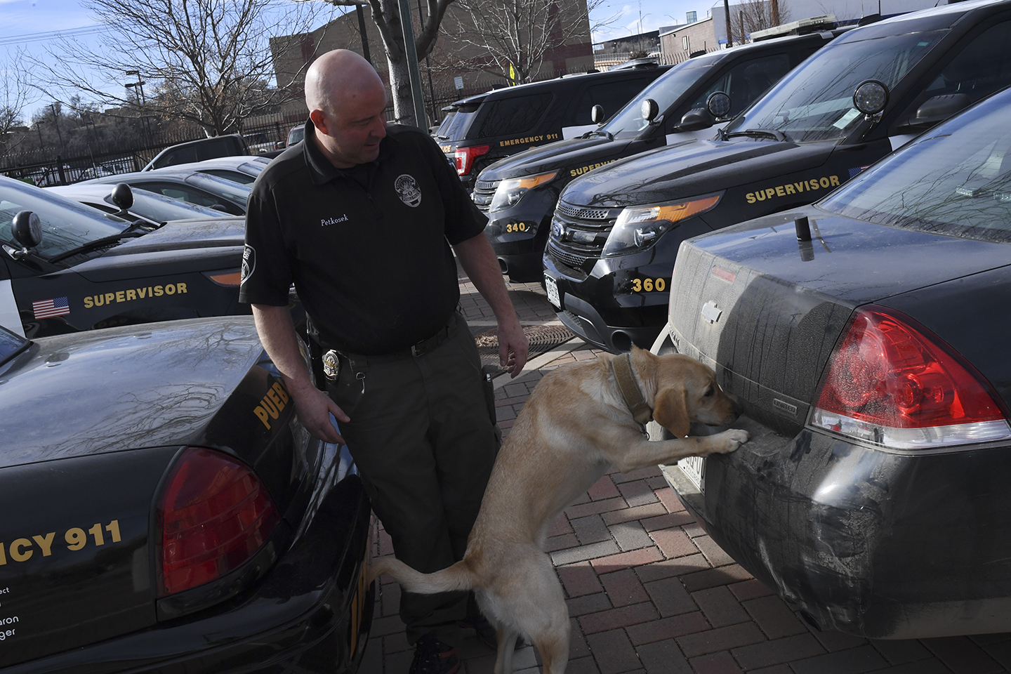 pot-sniffing dog