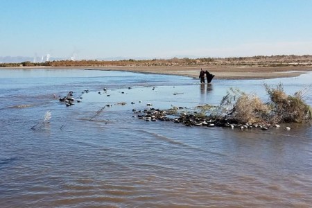 avian cholera