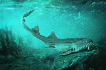 prehistoric shark