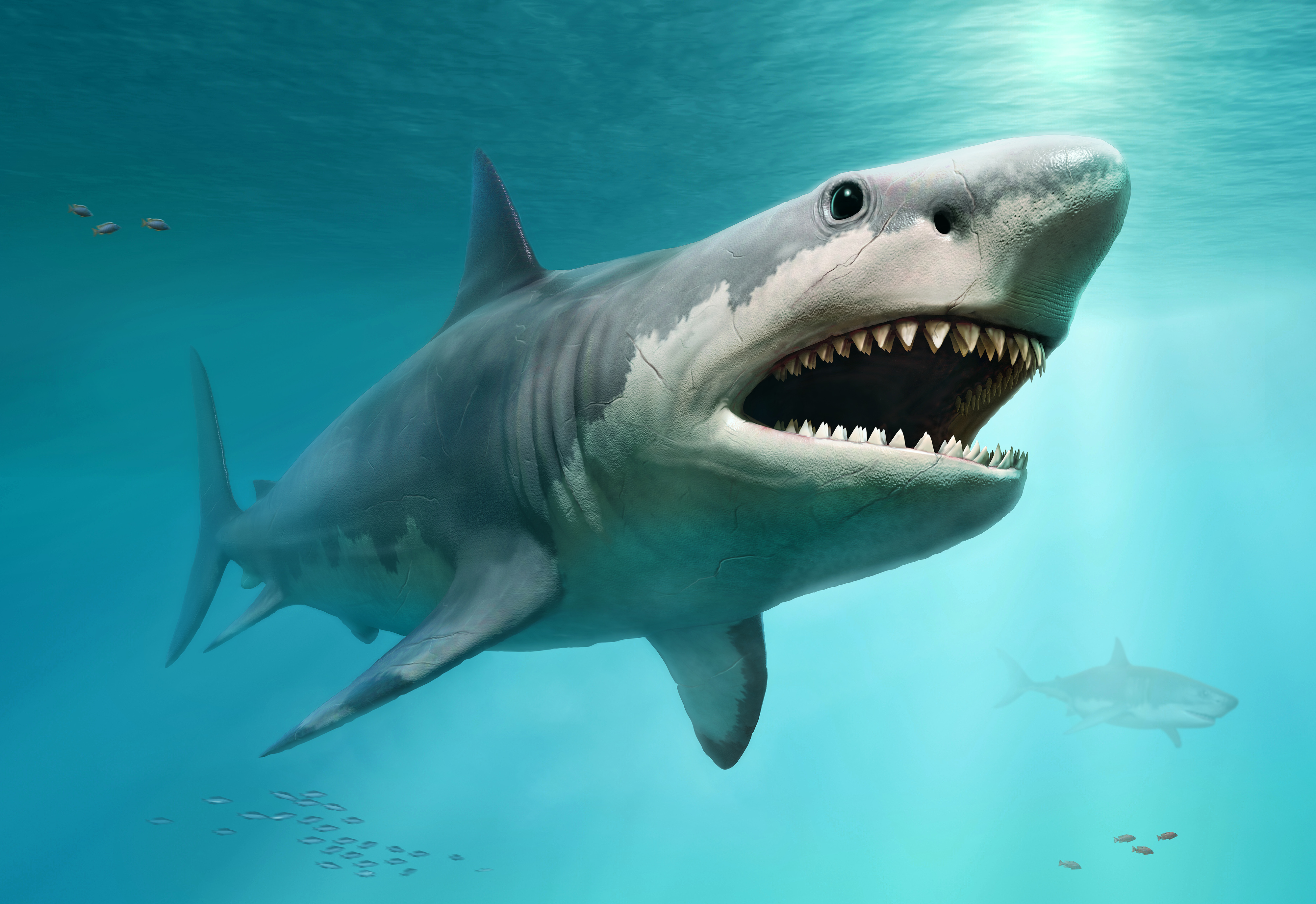 megalodon great white shark