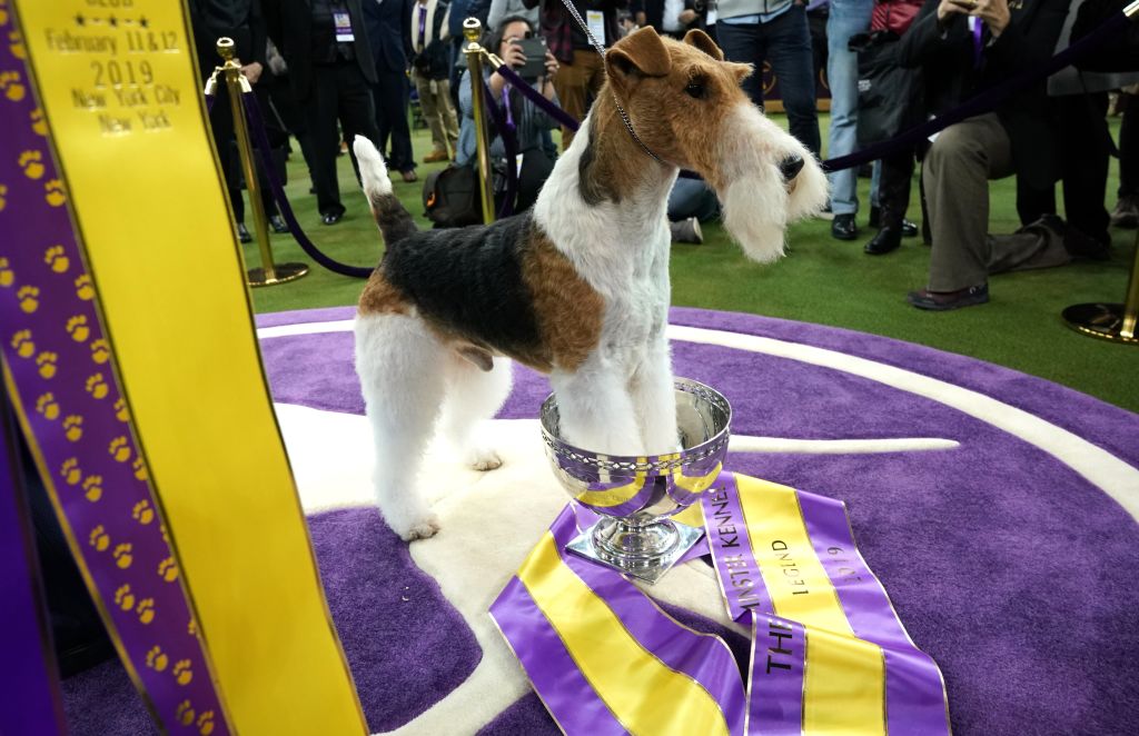 King Rules: Wire Fox Terrier Wins Best in Show at Westminster