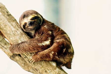 sloth