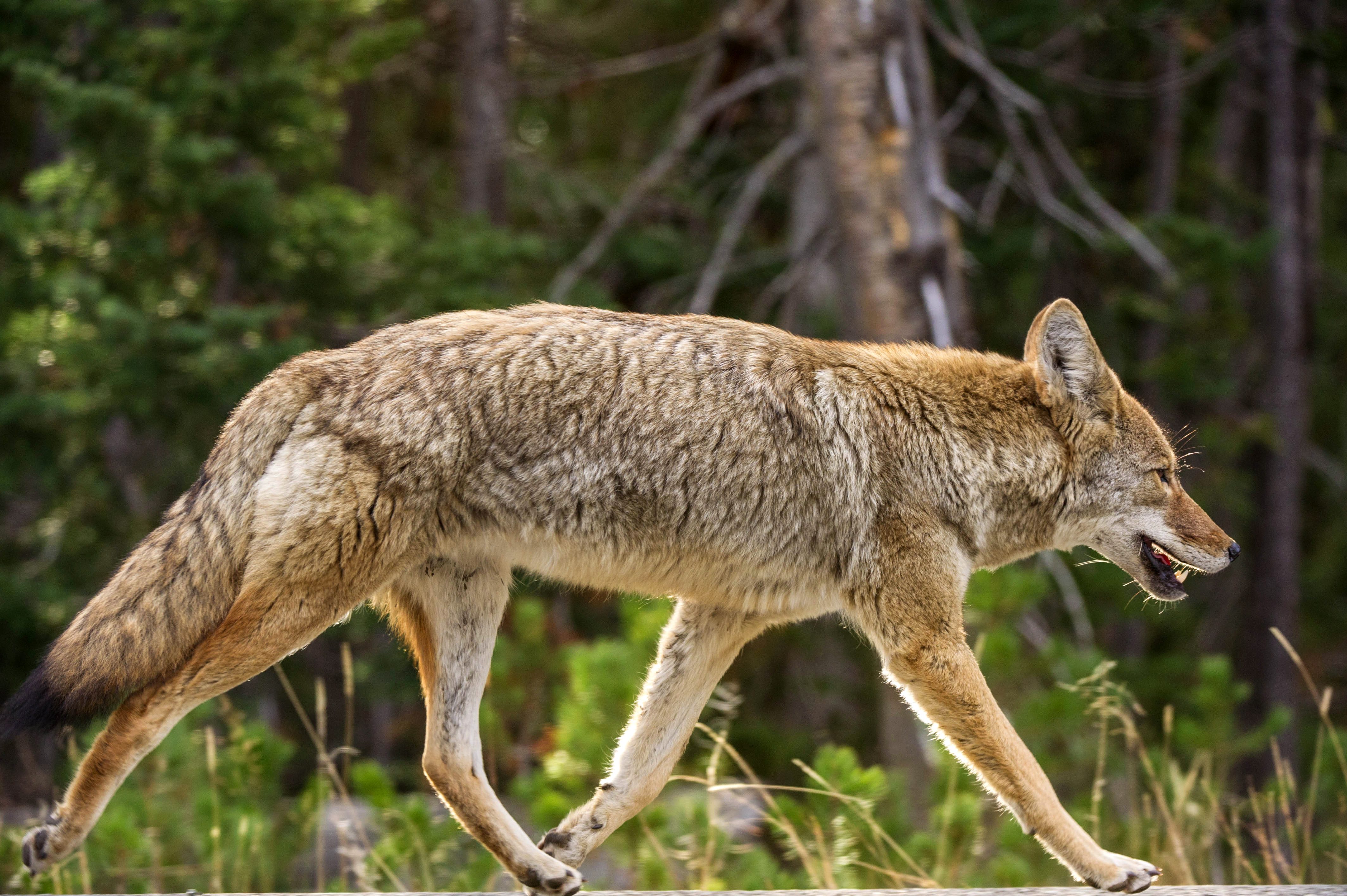 coyote canada goose