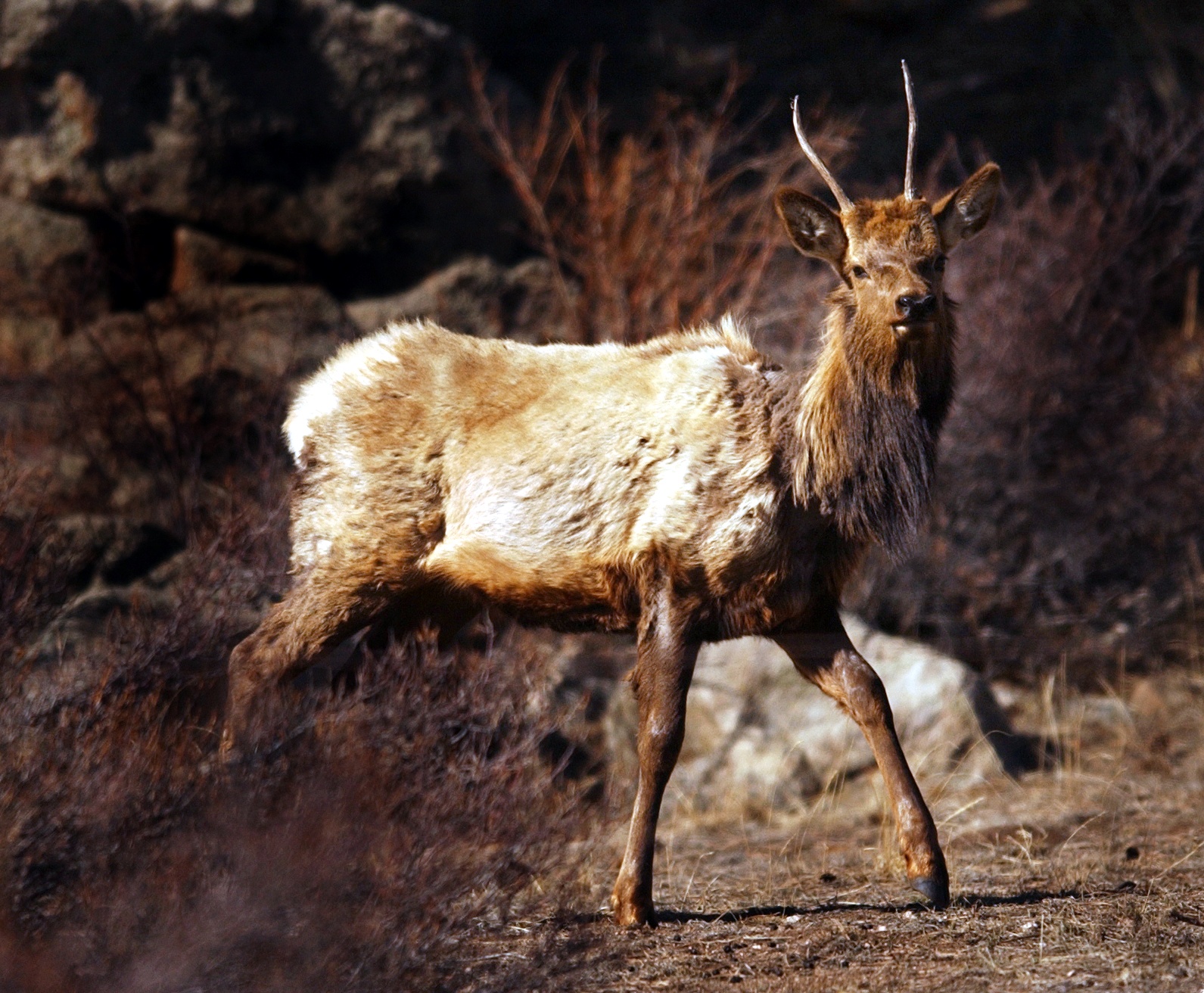 chronic wasting disease elk deer moose