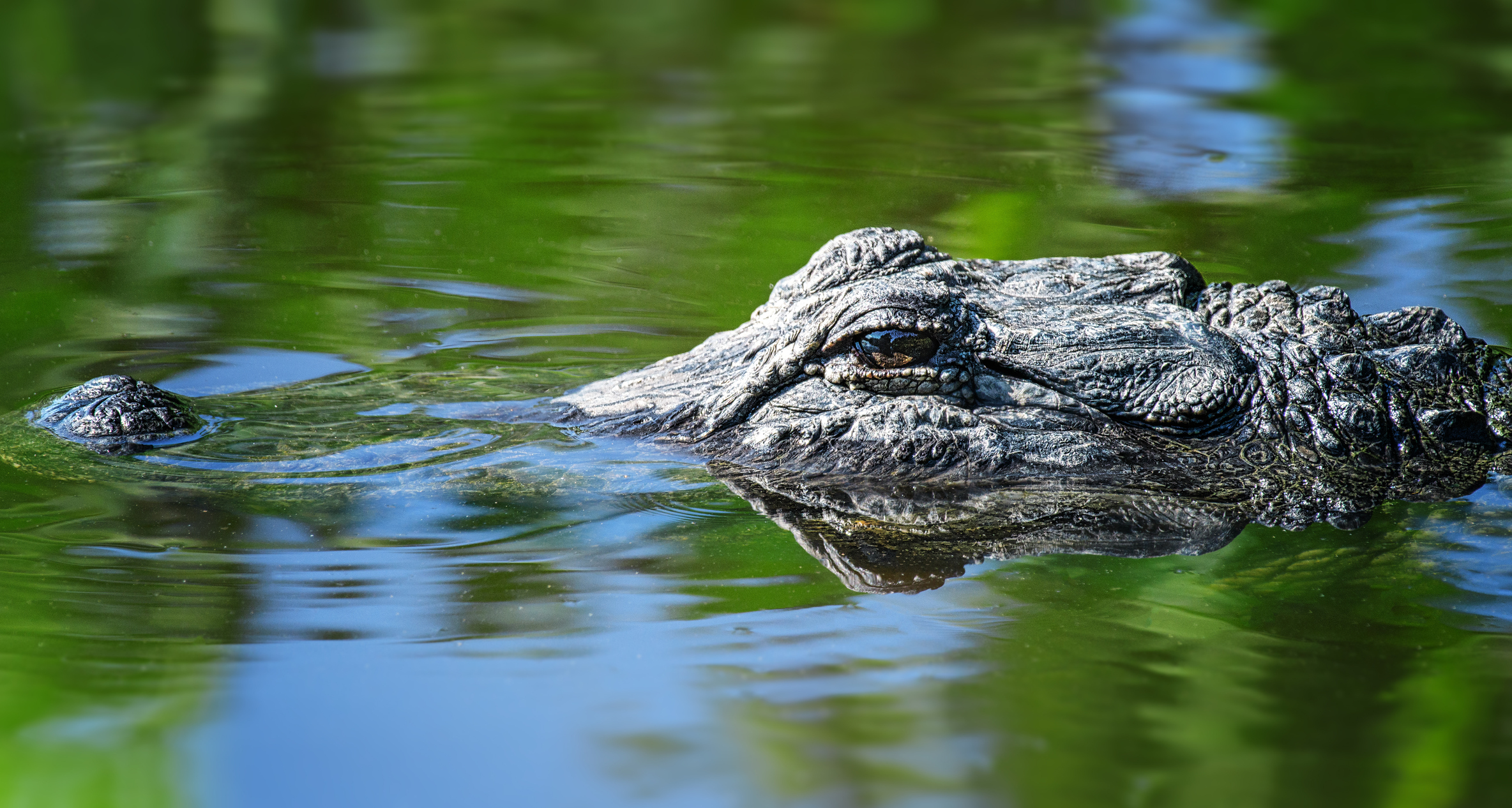 orange alligator