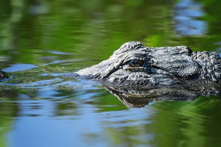 orange alligator