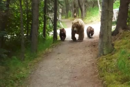 A Brief Guide to Keeping Your Cool While Three Grizzly Bears Follow You Home