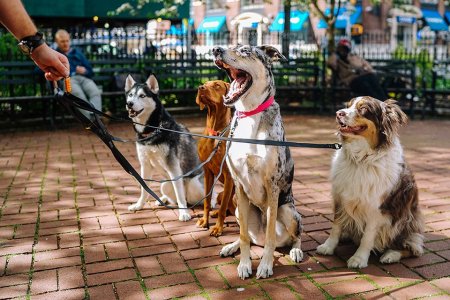 Owning a Dog Will Prolong Your Life, Says Goodest Study Ever