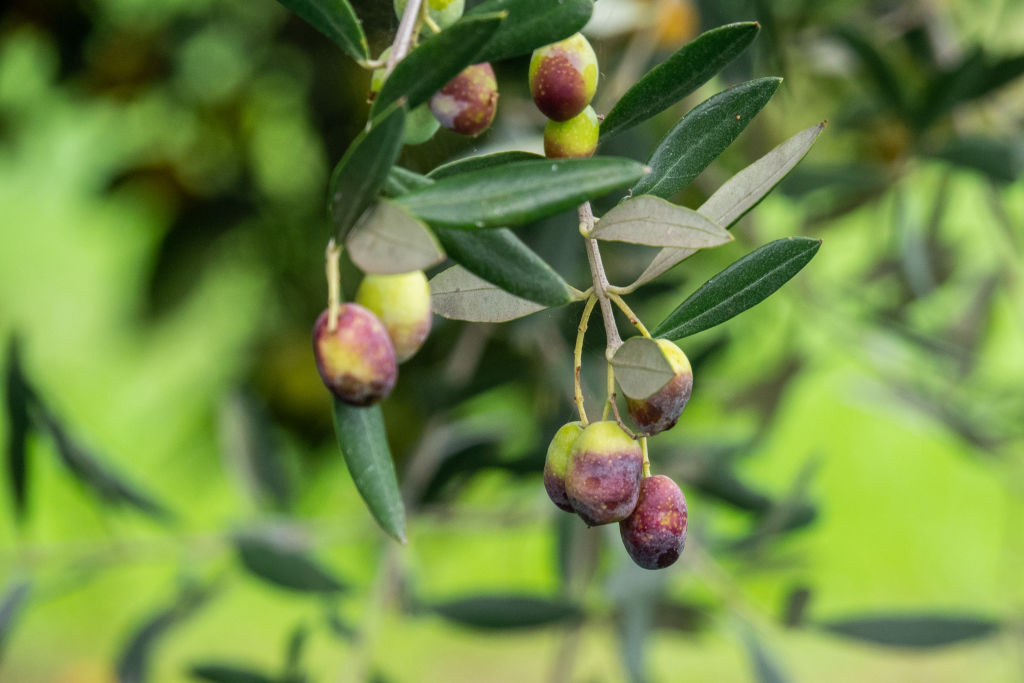 CORIGLIANO ROSSANO, CALABRIA, ITALY - 2018/11/07: A detail of the olives harvest in southern Italy for the production of Italian Extra Virgin Olive Oil. (Photo by Alfonso Di Vincenzo/KONTROLAB /LightRocket via Getty Images)