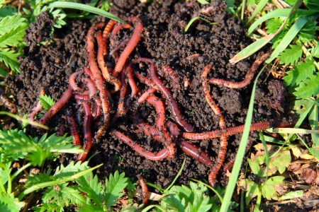 worms