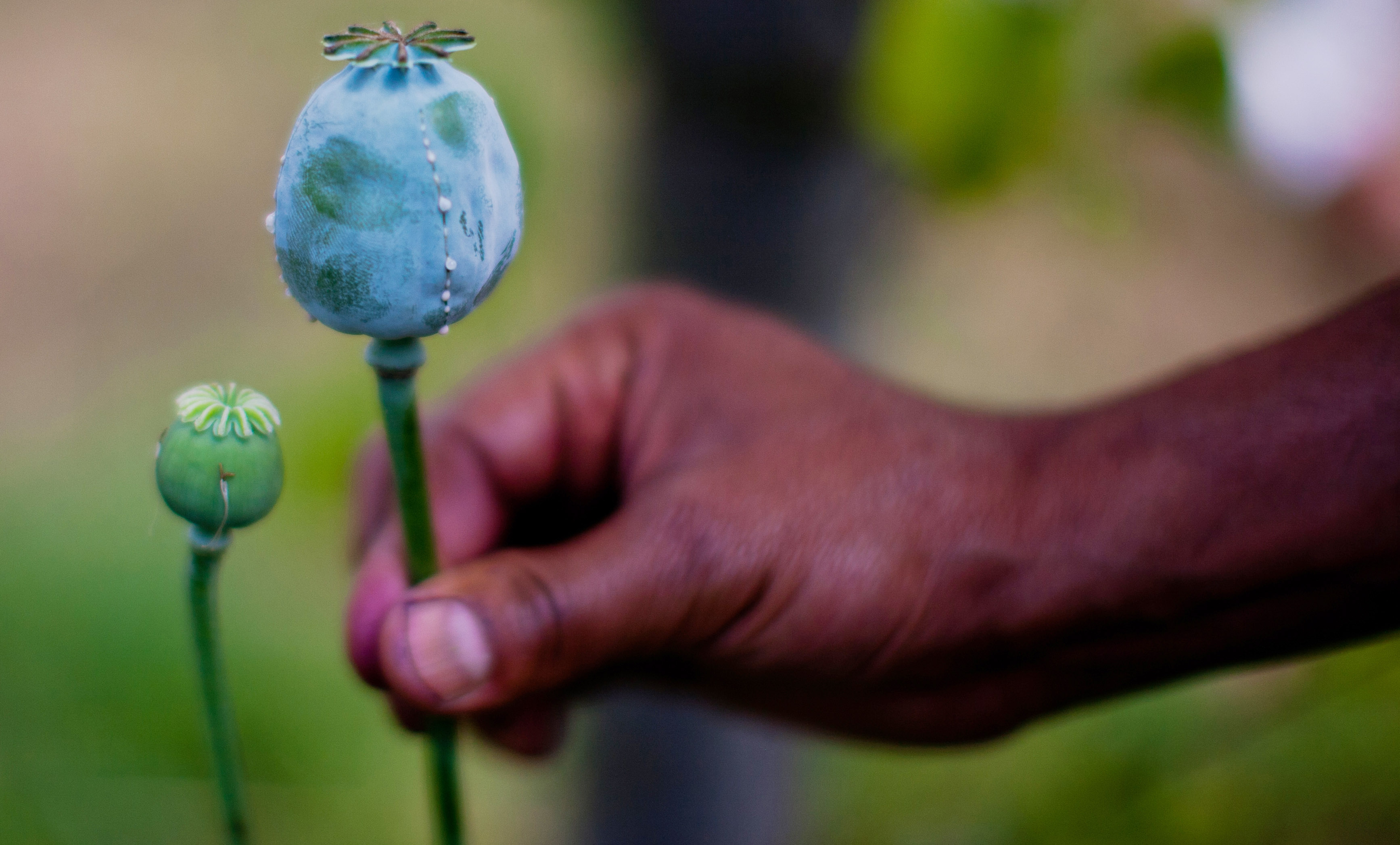 opium poppy