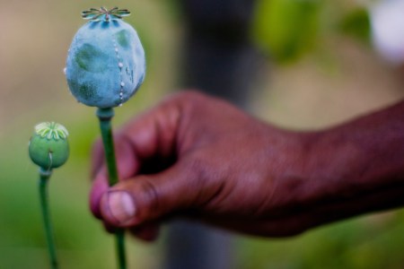 opium poppy