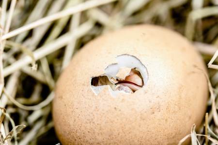 egg fossil bird