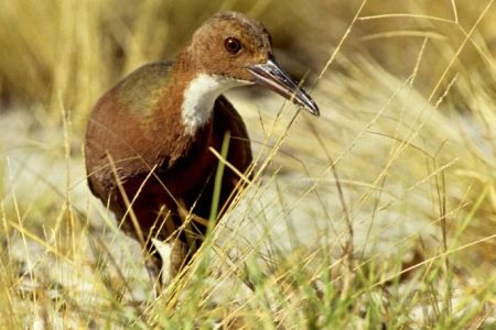 Aldabra rail. (GettyImages)