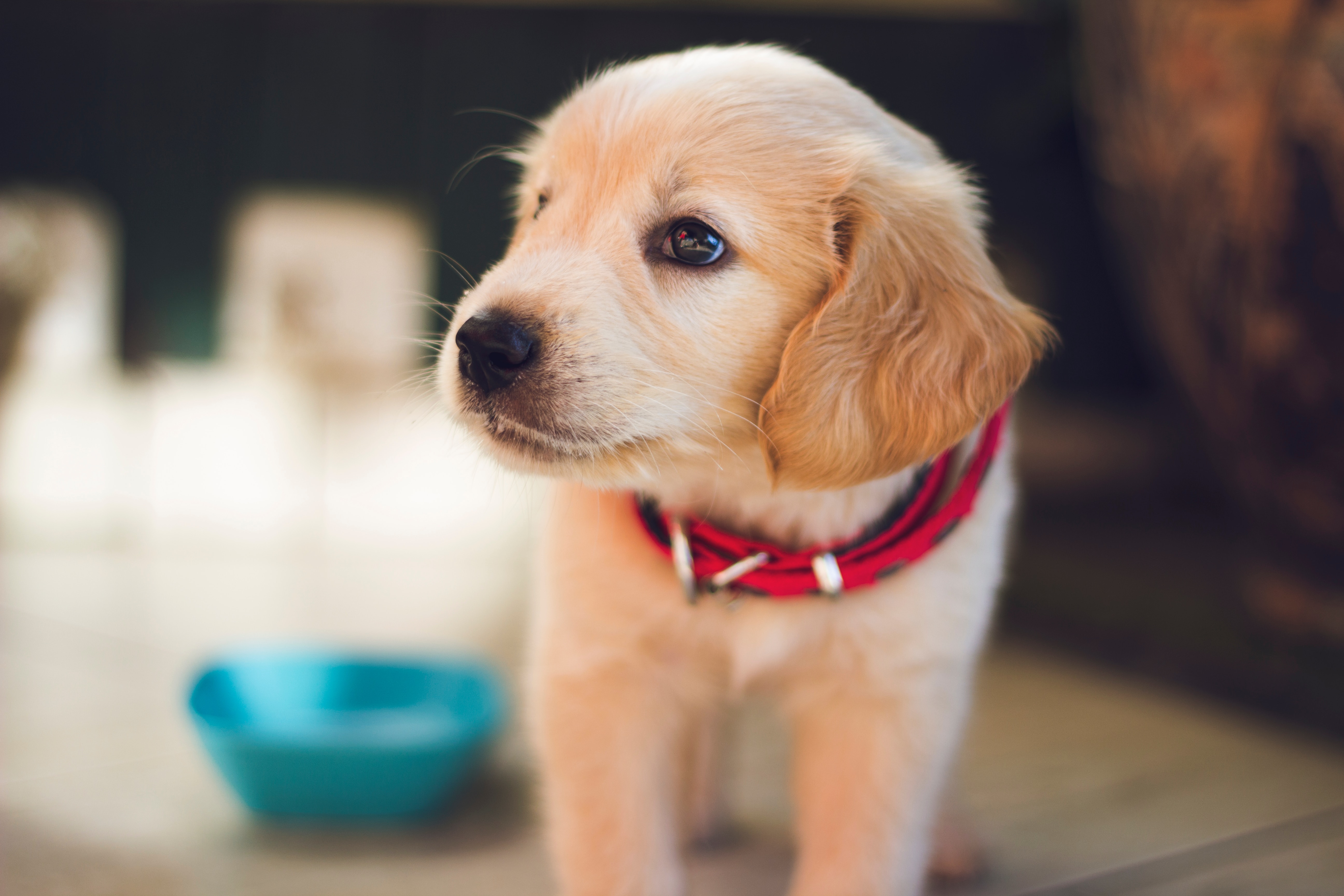 Excessive Barking at a Dog Park Has Divided a Maryland Town