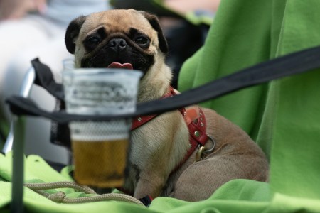 dog beer