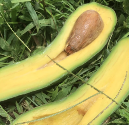 Long Neck Avocados Are Terrifying But Hipster Millennials Will Love 'Em