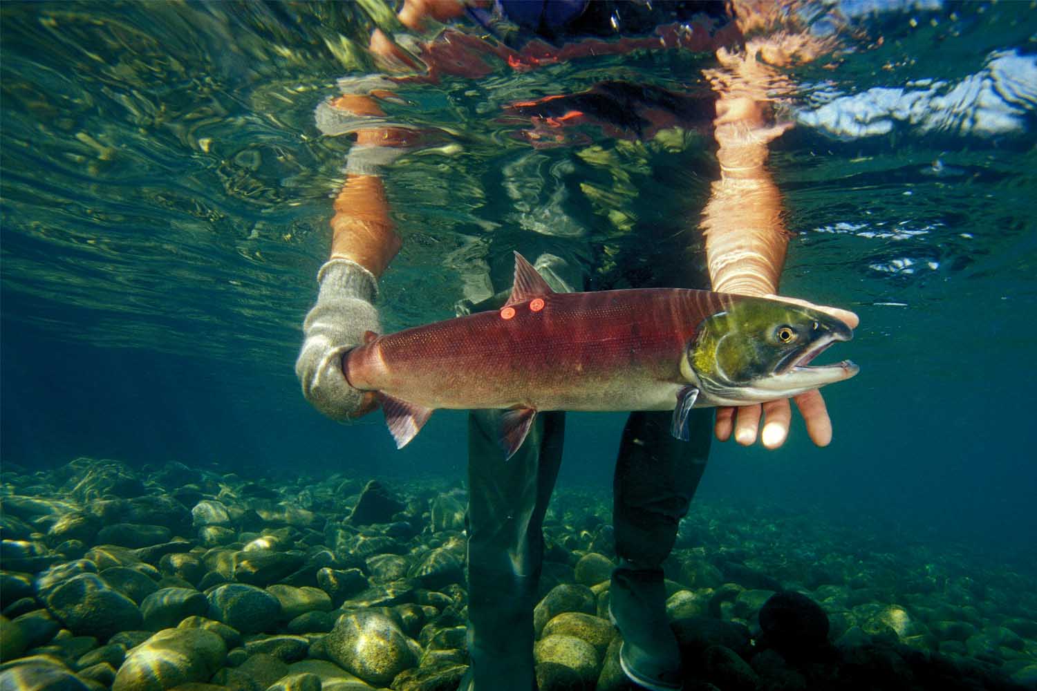 “Fish Tube” Salmon Cannon Is the Latest Internet Meme You Need to Know