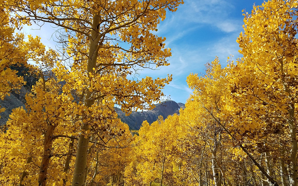 Lundy Canyon