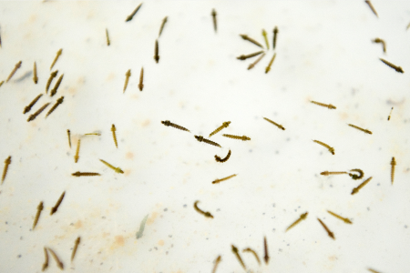 Mosquito larvae in a laboratory at the Center for Scientific Research Caucaseco in the outskirts of Cali, Colombia.