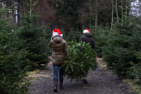 Are Baby Boomers Killing the Christmas Tree?