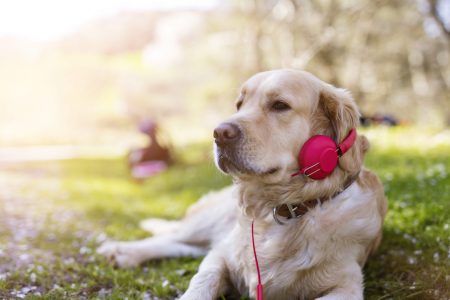 dog listening to music