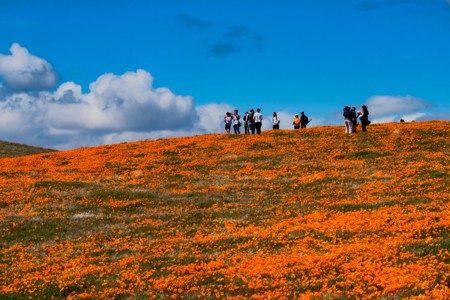 Antelope Valley California Poppy Reserve