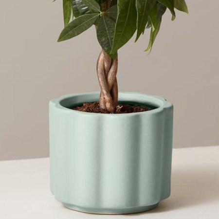 Balboa planter