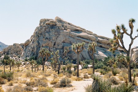 joshua tree national park reopen