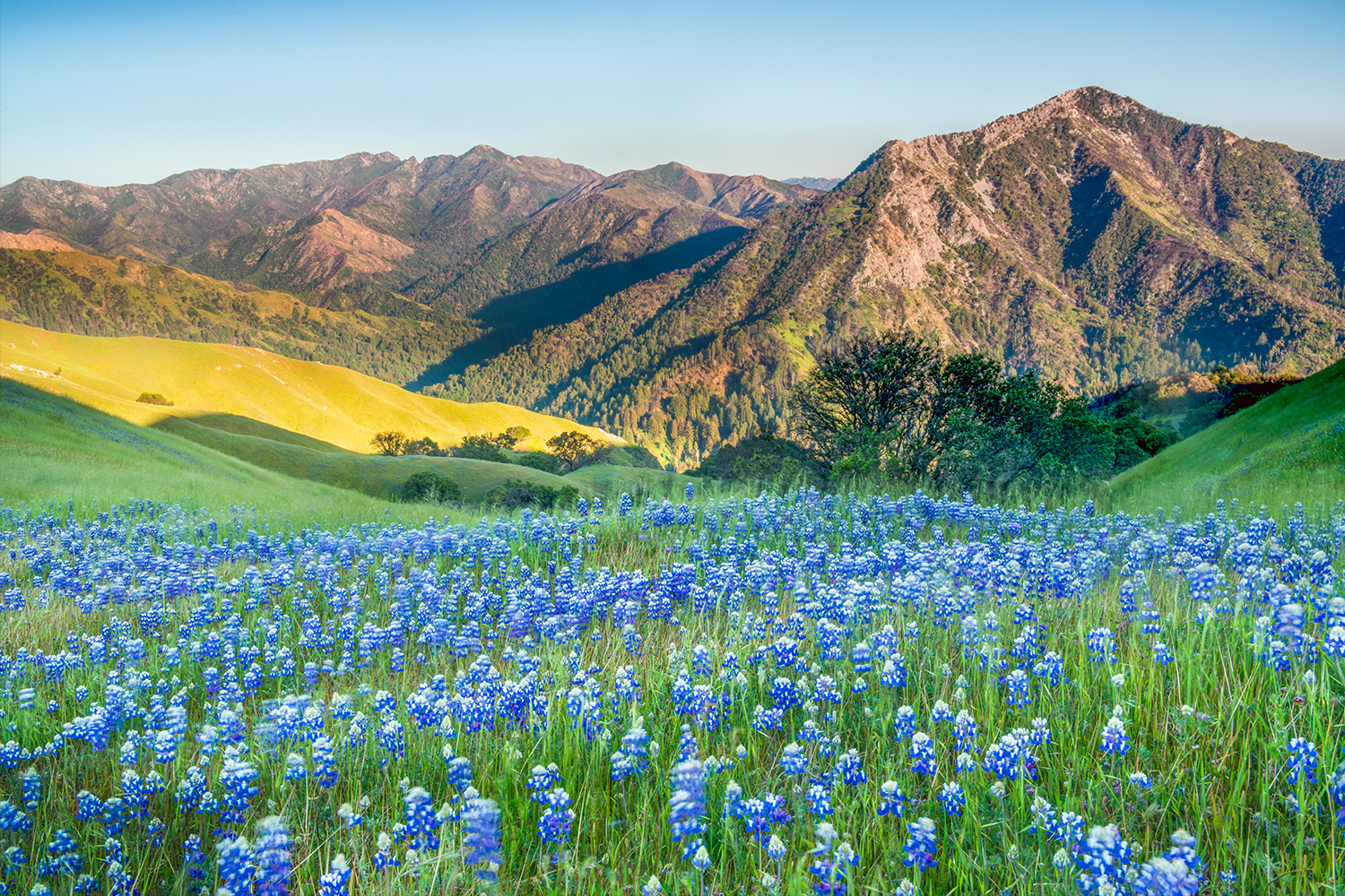 Lupine flowers on the former Adler Ranch site in Big Sur