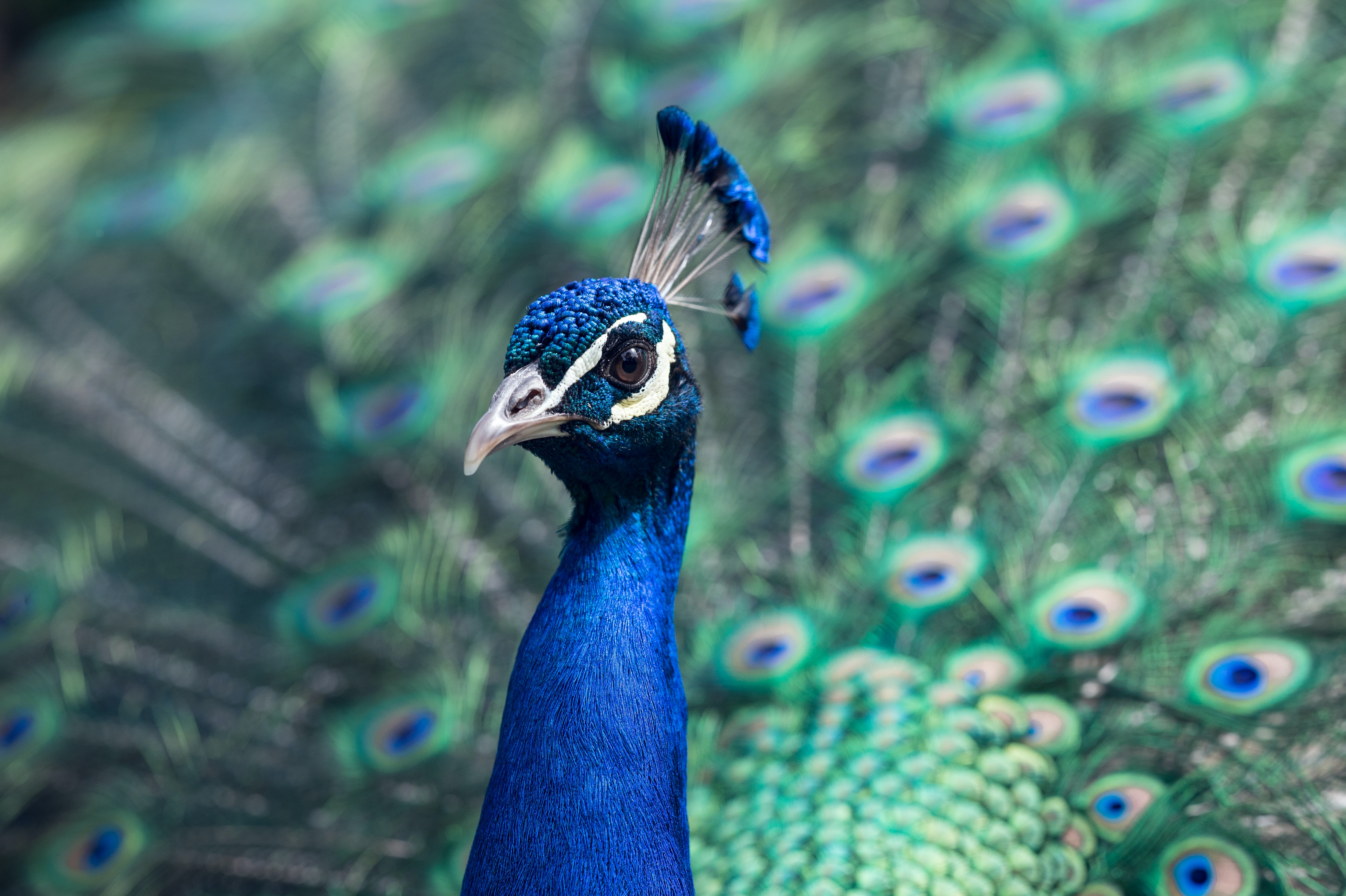 peacock