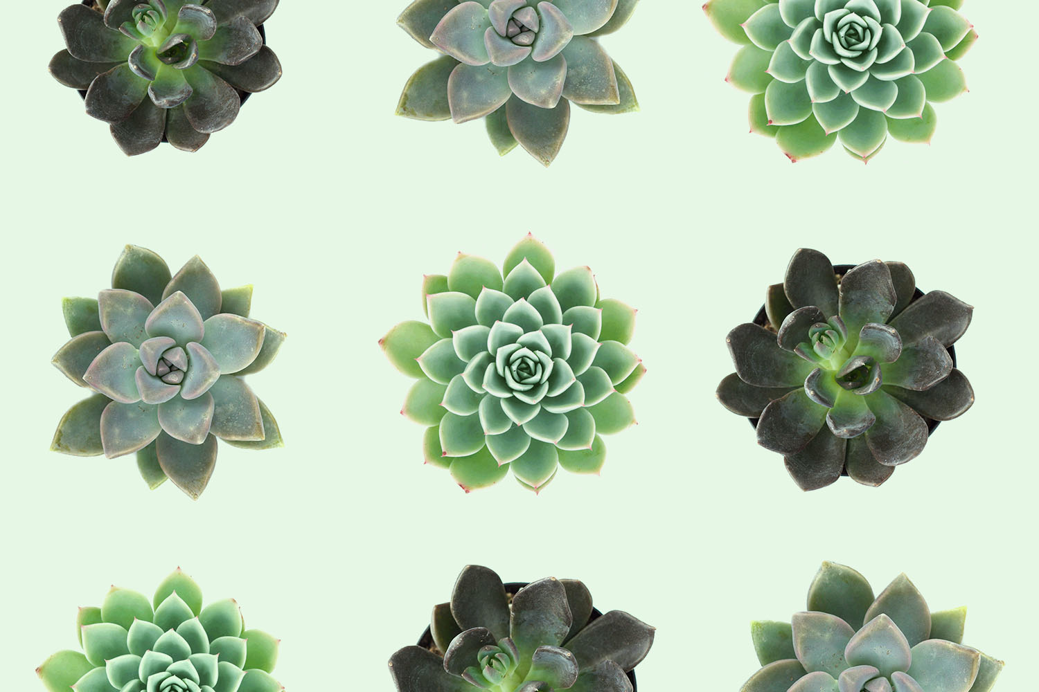 Leaf & Clay succulent plants