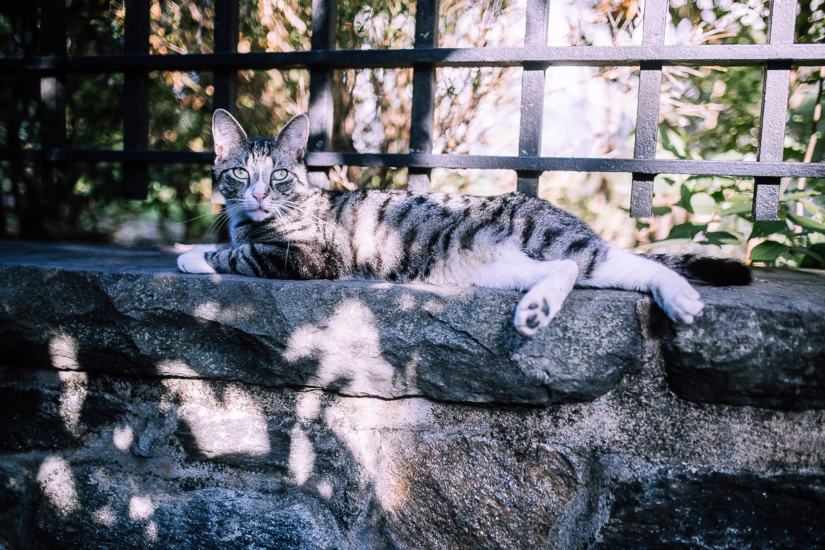 feral cats rat problem nyc