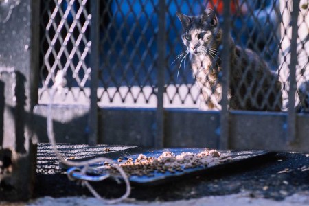 feral cats new york rats