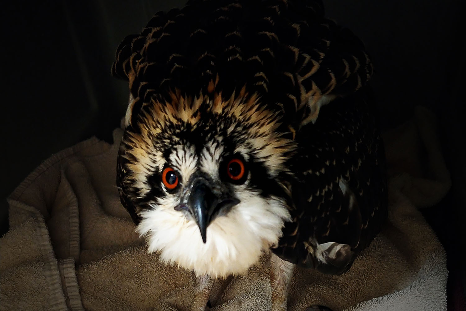 A juvenile osprey at The Raptor Center at the University of Minnesota