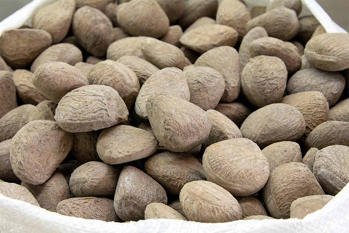 Buah Keluak Nuts