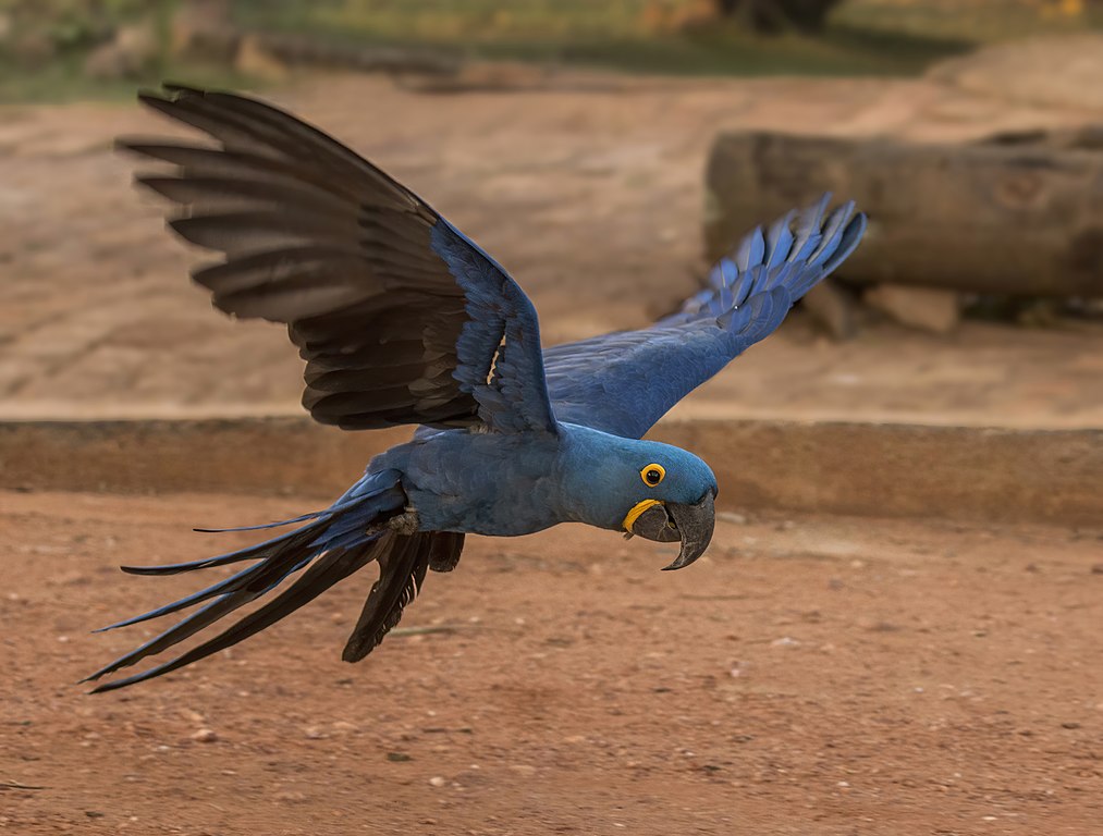 Hyacinth macaw