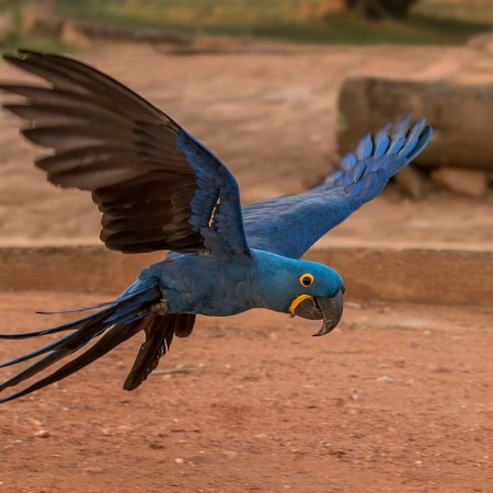 Hyacinth macaw