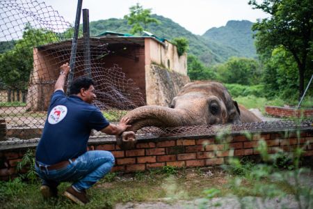 Elephant Kaavan in Pakistan