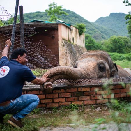 Elephant Kaavan in Pakistan