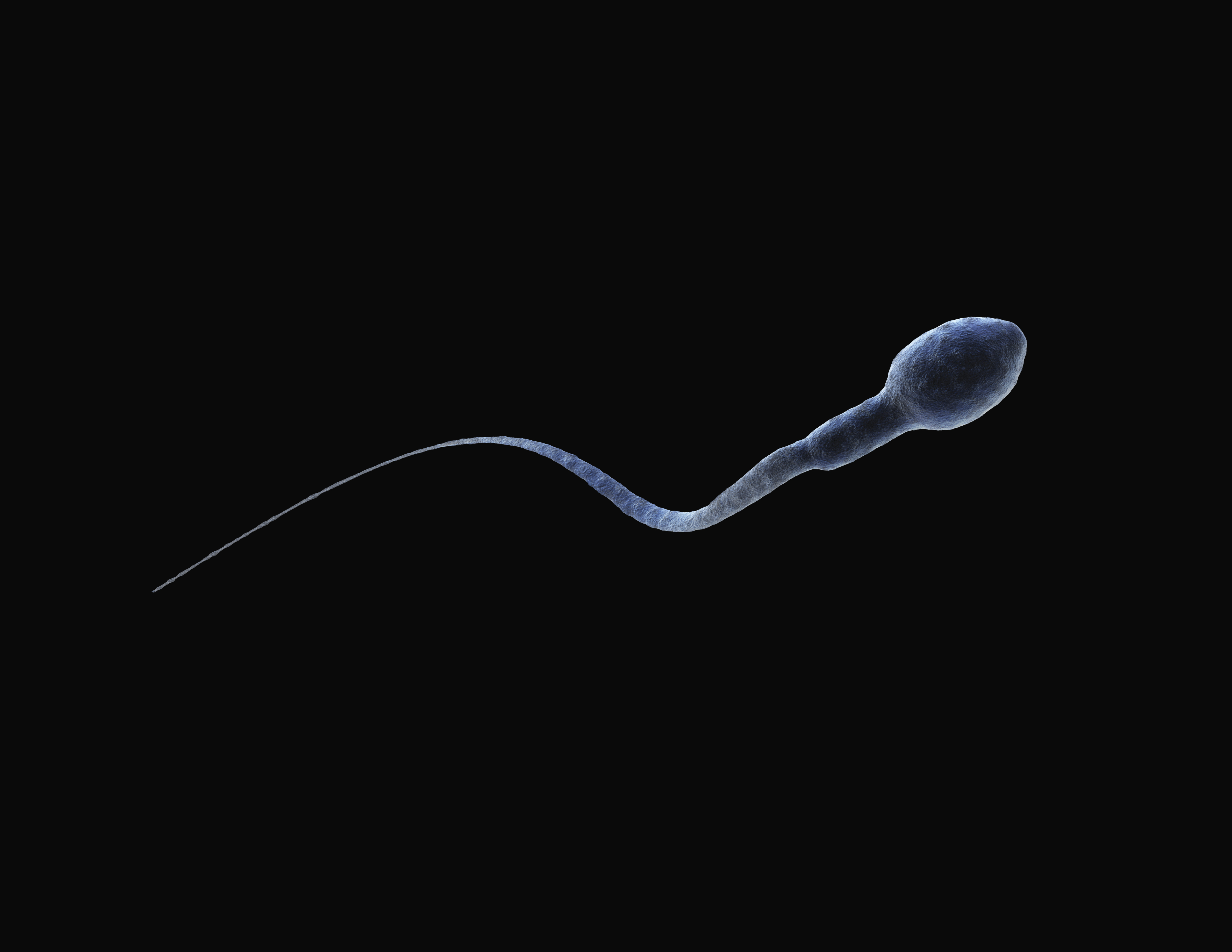 sperm