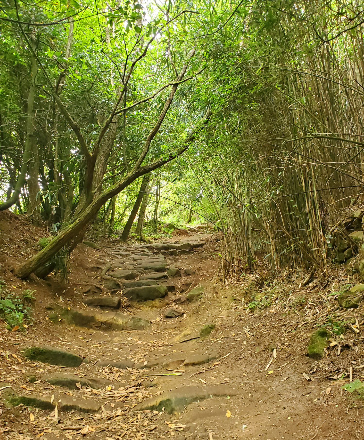 A view of the Camino de Santiago trail in northern Spain